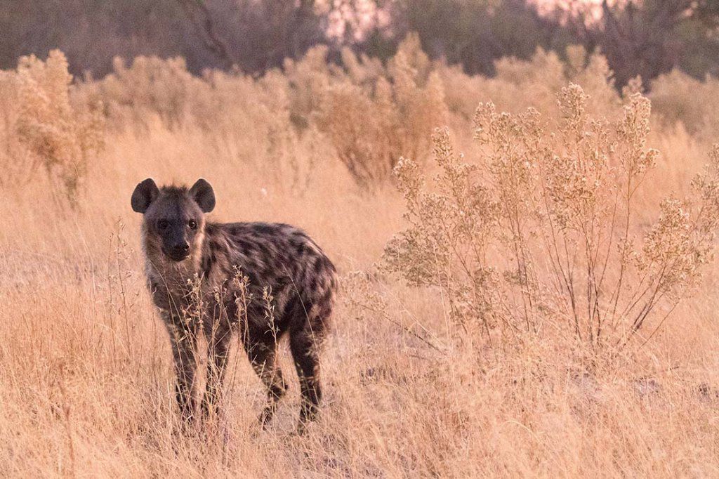 Hyène tachetée à l'aube