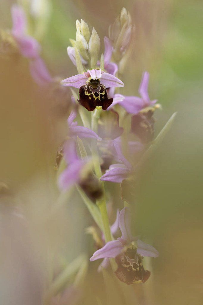 Ophrys bourdon - 12 mai