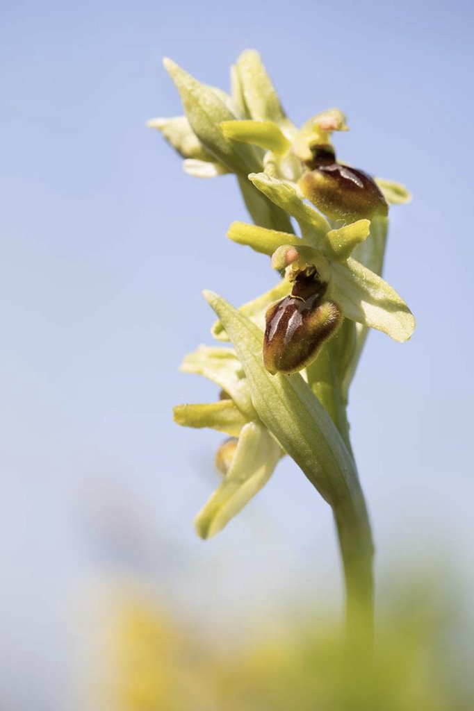 27 avril. Premières orchidées de l'année : Ophrys araneola.