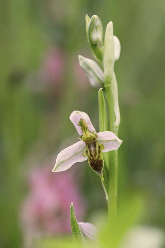 07 juin. Ophrys apifera trollii.
